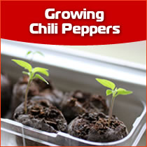 Chili Pepper Health Benefits