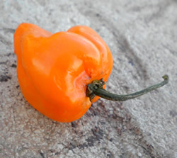 How Hot is a Habanero Pepper?