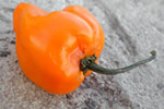 How to Preserve Habanero Peppers - Some Recipes